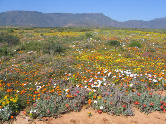  - desert en fleur (Afrique du Sud)